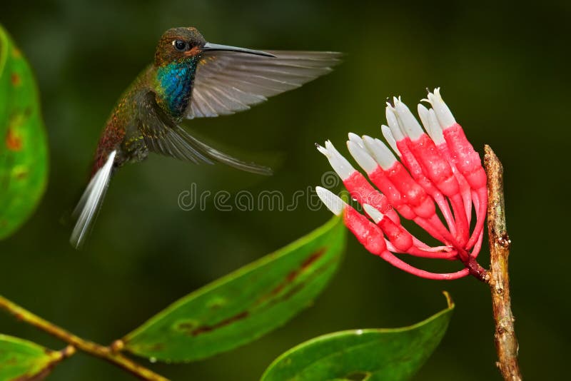 Hummingbird with flower. Rufous-gaped Hillstar , Urochroa bougueri, on ping flower, green and yellow background, Bird sucking nectar from pink bloom, Colombia. Wildlife from tropic nature. Hummingbird with flower. Rufous-gaped Hillstar , Urochroa bougueri, on ping flower, green and yellow background, Bird sucking nectar from pink bloom, Colombia. Wildlife from tropic nature