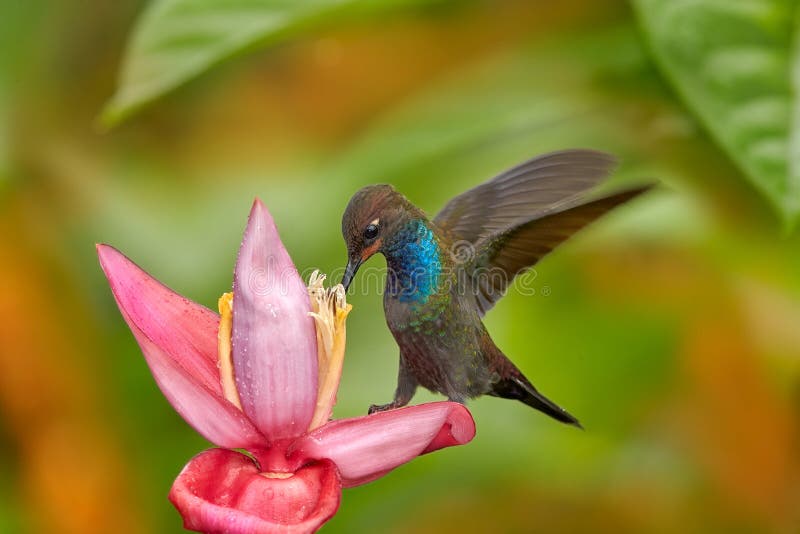 Hummingbird with flower. Rufous-gaped Hillstar , Urochroa bougueri, on ping flower, green and yellow background, Bird sucking nectar from pink bloom, Colombia. Wildlife from tropic nature. Hummingbird with flower. Rufous-gaped Hillstar , Urochroa bougueri, on ping flower, green and yellow background, Bird sucking nectar from pink bloom, Colombia. Wildlife from tropic nature