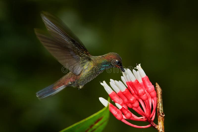 Hummingbird with flower. Rufous-gaped Hillstar , Urochroa bougueri, on ping flower, green and yellow background, Bird sucking nectar from pink bloom, Colombia. Wildlife from tropic nature. Hummingbird with flower. Rufous-gaped Hillstar , Urochroa bougueri, on ping flower, green and yellow background, Bird sucking nectar from pink bloom, Colombia. Wildlife from tropic nature