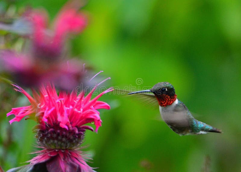 Hummingbird at monarda stock photo. Image of closeup 36422962
