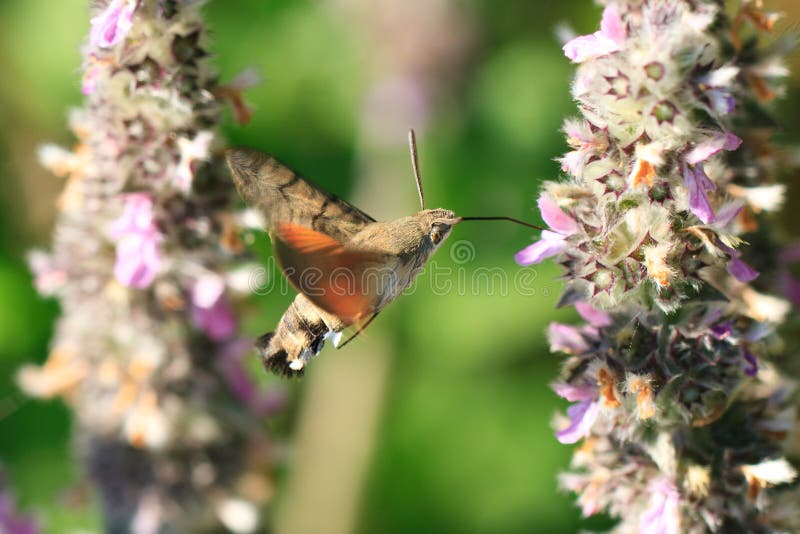Kolibřík Můra nápoje nektar z máty, květ.