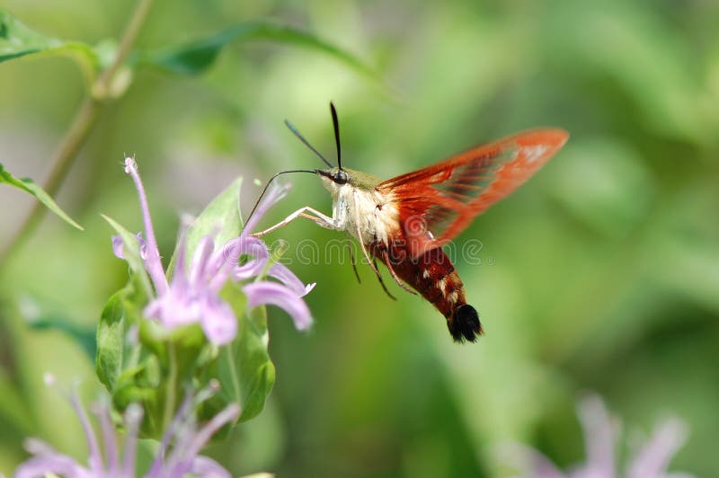 Hummingbird Moth royalty free stock images Hummingbird Moth royalty free stock images