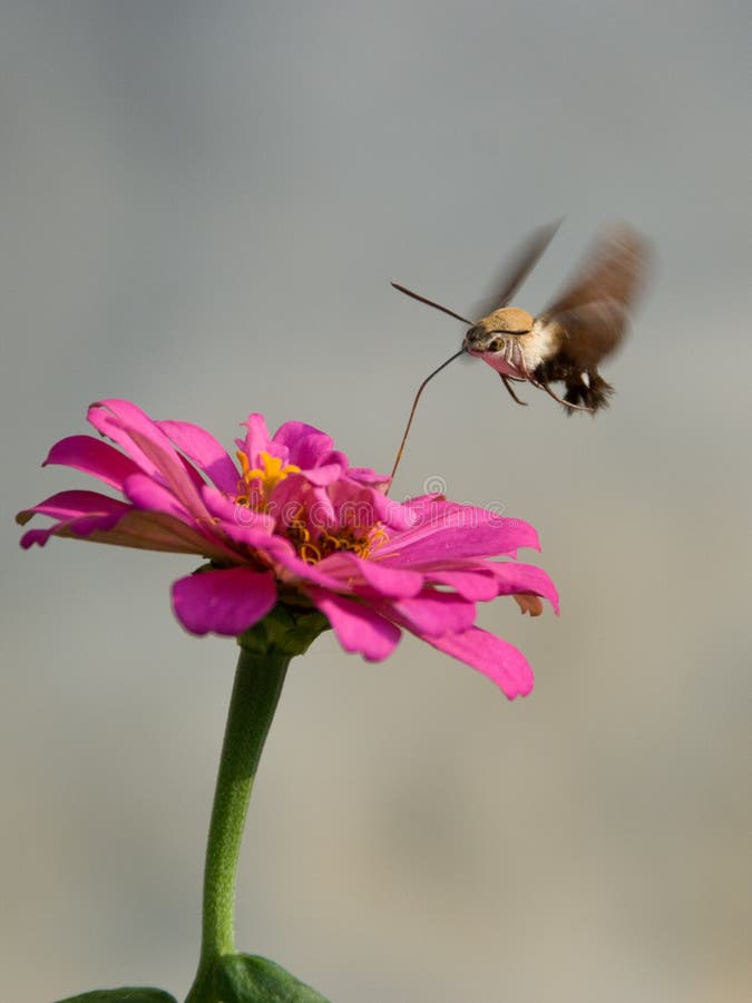 Hummingbird moth collects honey on african daisy