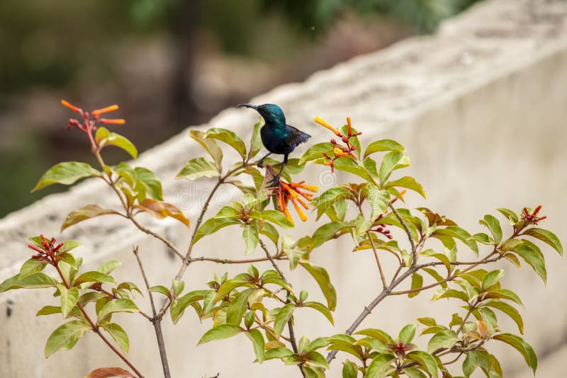 Hummingbird na Firebush obrazy royalty free