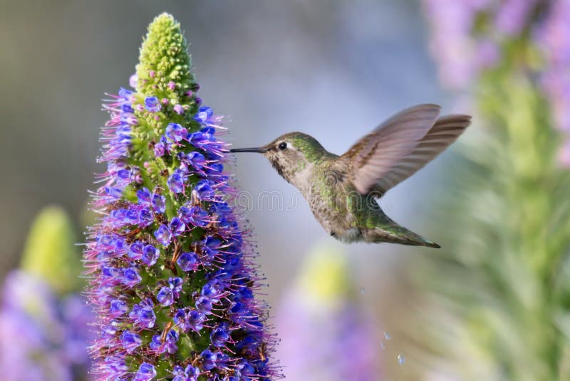 Hummingbird stock image Image of echium cute flower Biology Diagrams