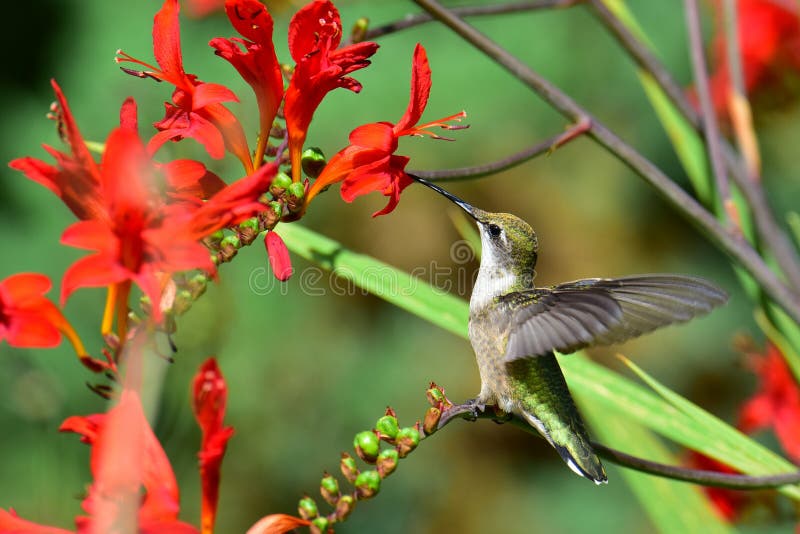 Hummingbird Perched on Crocosmia Branch Stock Photo Biology Diagrams