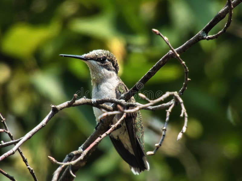 Hummingbird Perched a Ruby Throated Hummingbird is Perched on a Dead