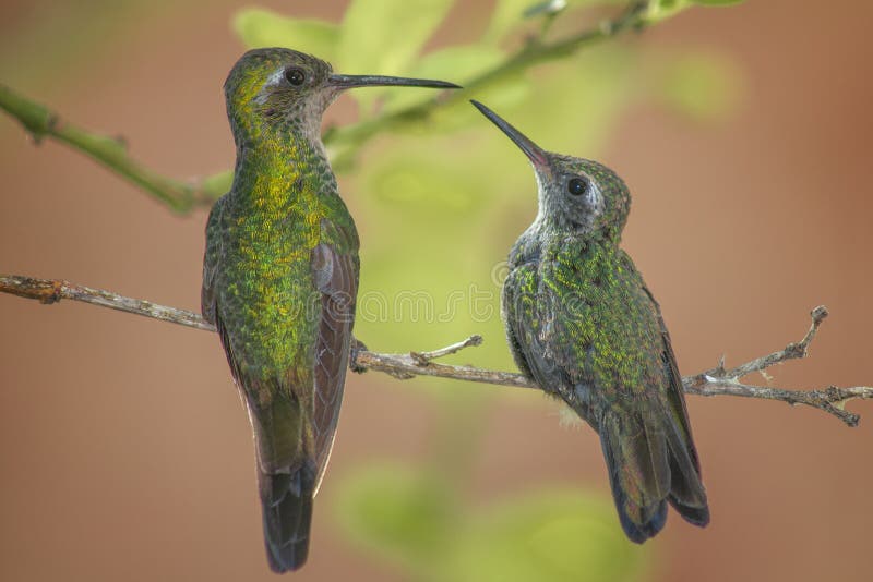 Hummingbird Perched on Tree Branch Stock Image Image of focus