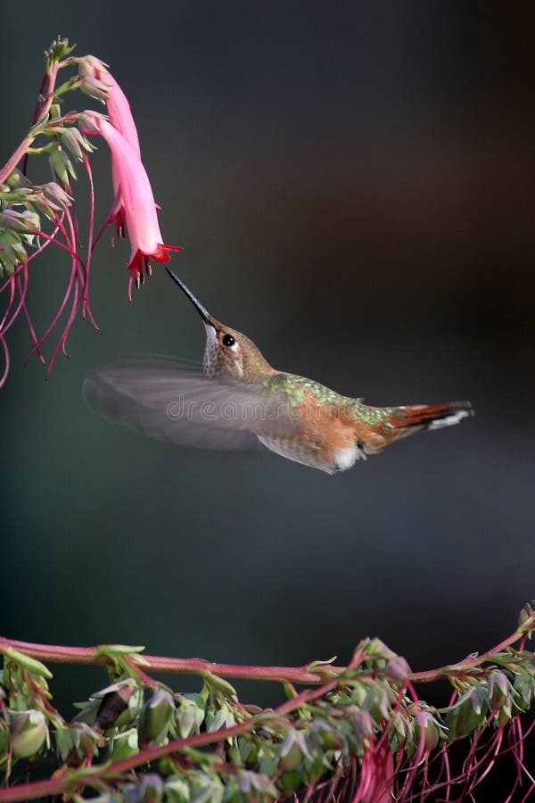 Hummingbird and pink flowers