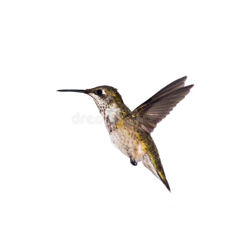 Hummingbird poses for a picture stock photo