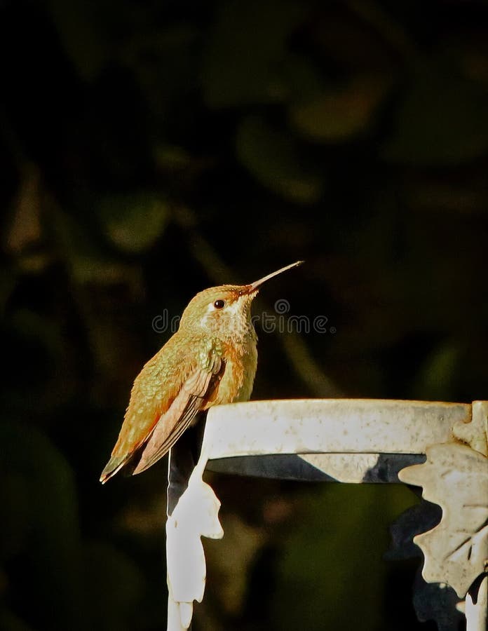 Hummingbird ptak obraz stock Hummingbird ptak obraz stock