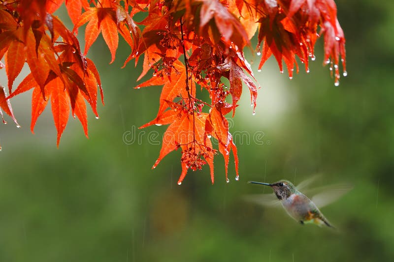 Female rufous hummingbird drinking water in the rain. Female rufous hummingbird drinking water in the rain