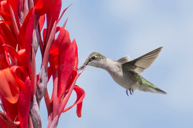 Hummingbird on a red flower