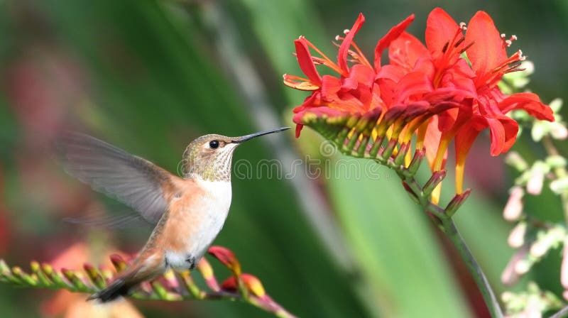 Hummingbird and red flowers