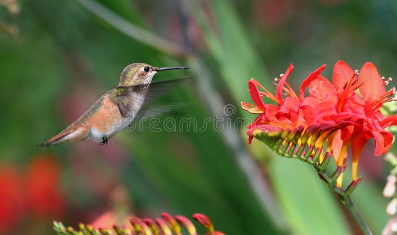 Hummingbird and red flowers