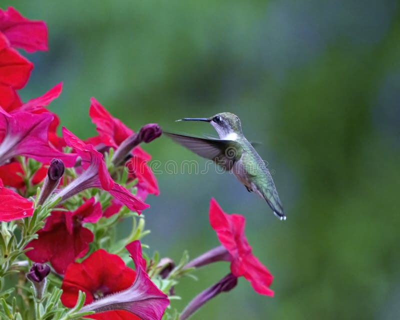Hummingbird Photo and Image. Ruby Throated Female Feeding on Petunias