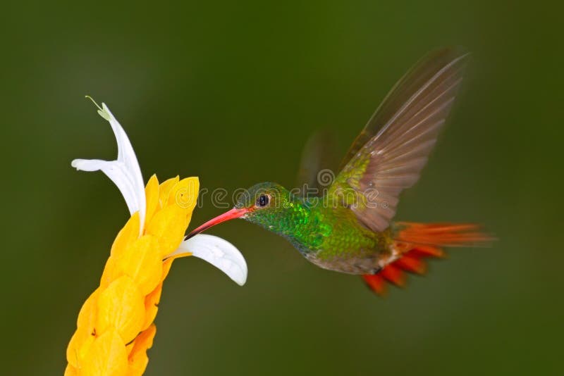 Hummingbird Rufous-tailed Hummingbird. Hummingbird with clear green background in Ecuador. Hummingbird in the nature habitat. royalty free stock images Hummingbird Rufous-tailed Hummingbird. Hummingbird with clear green background in Ecuador. Hummingbird in the nature habitat. royalty free stock images
