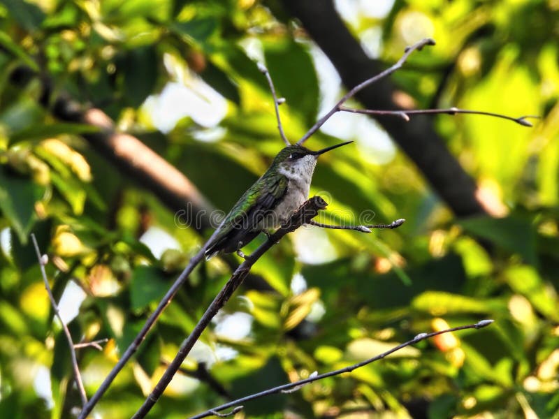 hummingbird grasshopper download hummingbird grasshopper download