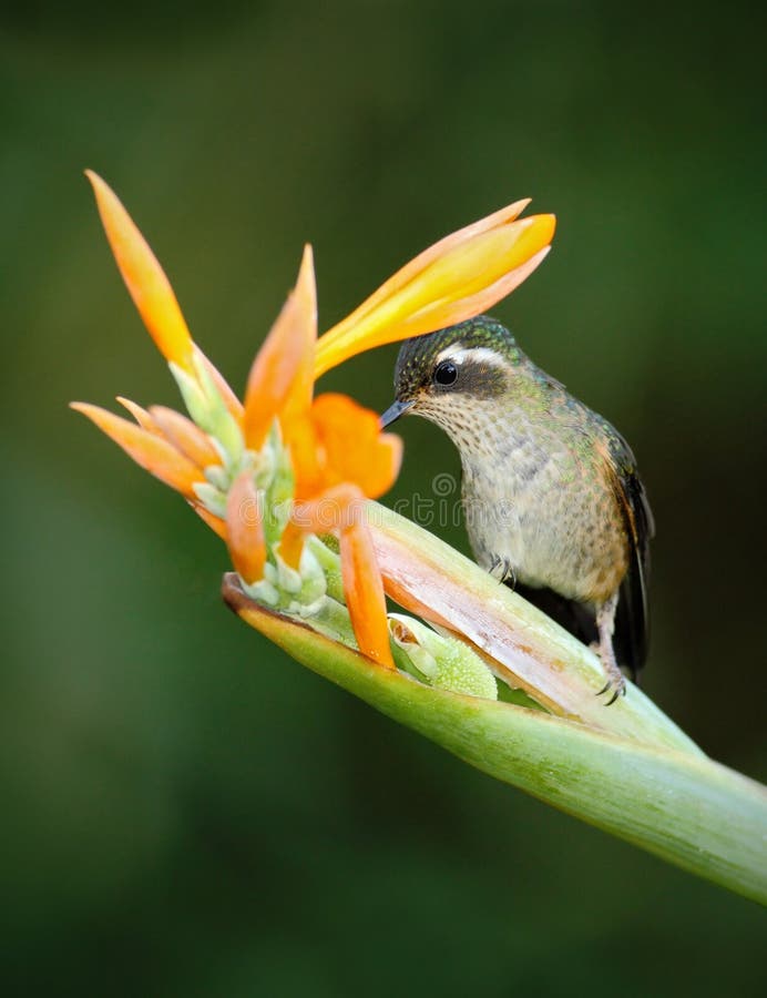 Hummingbird Long-tailed Sylph eating nectar from beautiful yellow strelicia flower. Hummingbird Long-tailed Sylph eating nectar from beautiful yellow strelicia flower