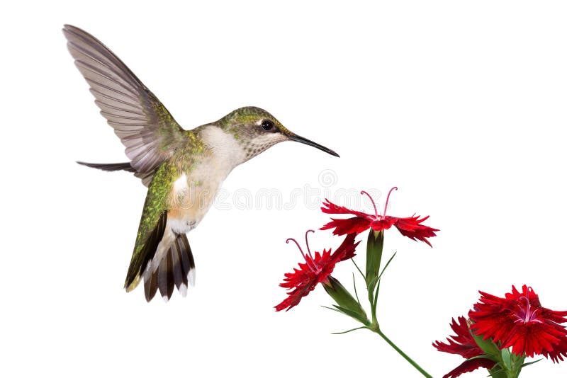 Colibrí se extiende su la cola a través de tres blanco.