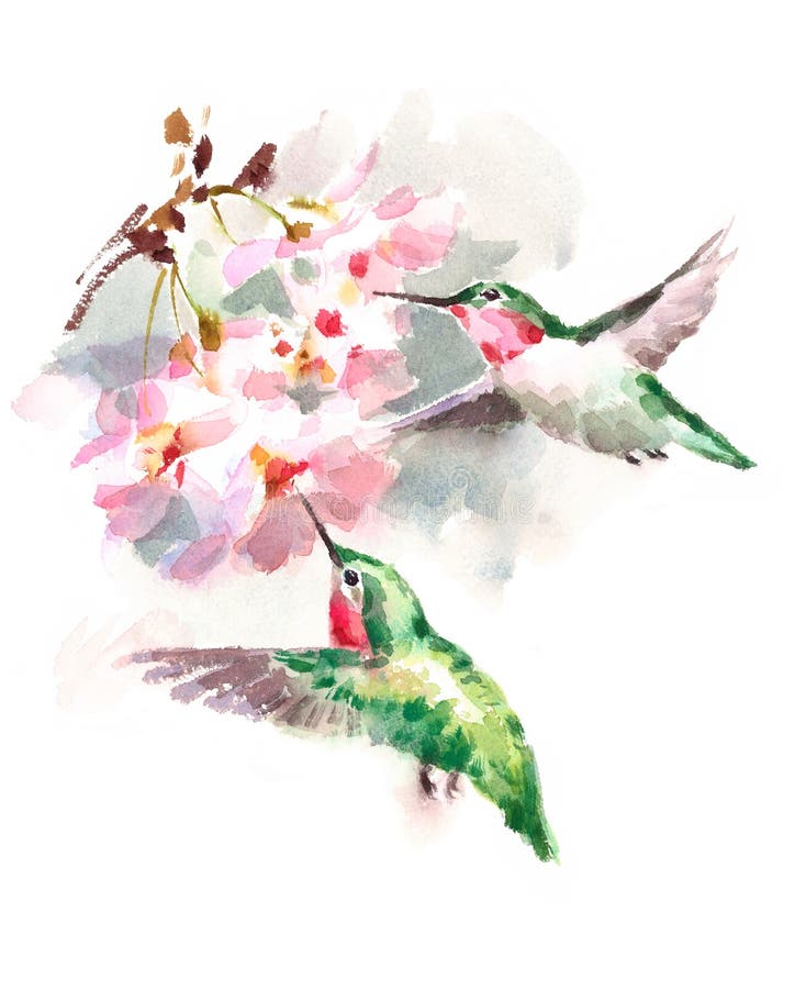 Hummingbirds flying around Flowers Watercolor Bird Illustration Hand Drawn