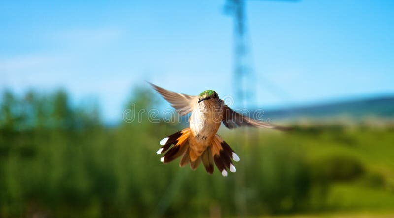 Hummingbird in flight while feeding. Hummingbird in flight while feeding