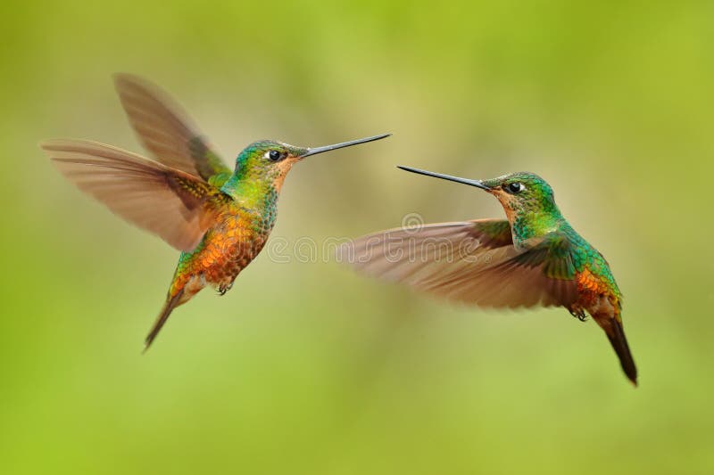 Hummingbirds with long golden tail, beautiful action flight scene with open wings, clear green backgroud, Chicaque Natural Park, Colombia. Two birds Golden-bellied Starfrontlet, Coeligena bonapartei. Hummingbirds with long golden tail, beautiful action flight scene with open wings, clear green backgroud, Chicaque Natural Park, Colombia. Two birds Golden-bellied Starfrontlet, Coeligena bonapartei