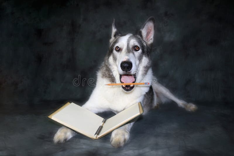 Dog holding pencil stock image. Image of handyman, hound 27711361