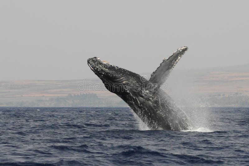 Female Humpback whale breaching out of the water. Female Humpback whale breaching out of the water