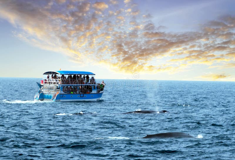 Humpback body family whales sailing Indian ocean tourist yacht