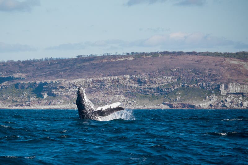 Humpback i Niewygładzony wybrzeże zdjęcia stock Humpback i Niewygładzony wybrzeże zdjęcia stock