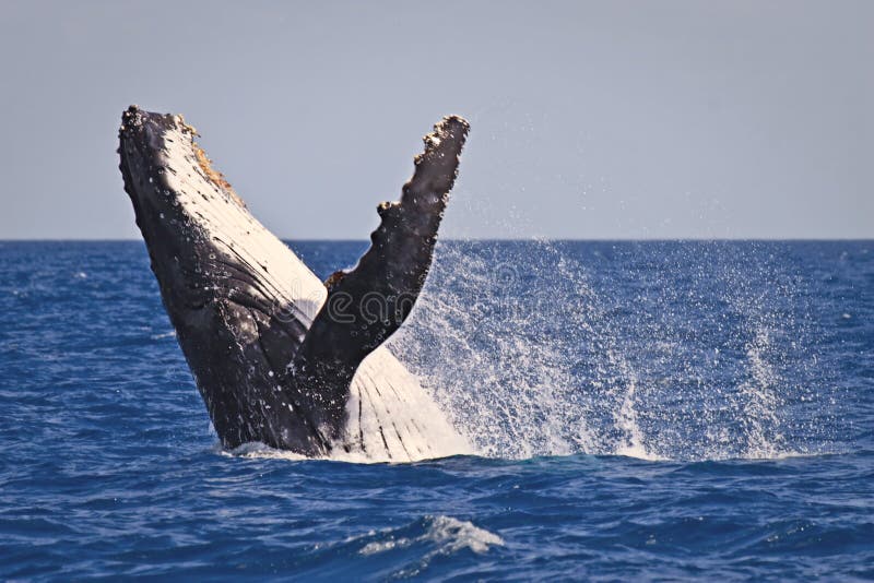 Humpback whale breach royalty free stock photography Humpback whale breach royalty free stock photography