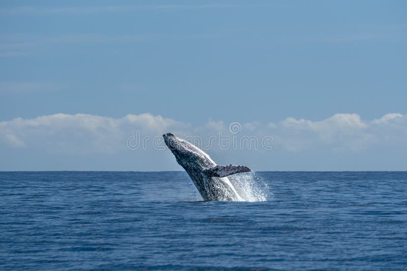 Humpback Whale Breaching in Cabo San Lucas Pacific Ocean Stock ...