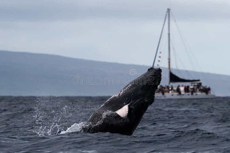 Humpback Whale Breaching Near Lahaina in Hawaii. Stock Image Image of