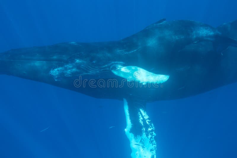 361 Huge Humpback Whale Diving Stock Photos - Free & Royalty-Free Stock ...
