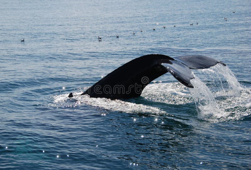 Humpback whale diving