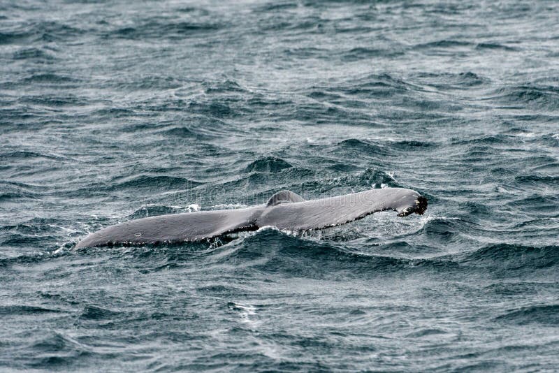 Humpback Whale Flipping Its Tail As it Dives. Stock Image - Image of ...