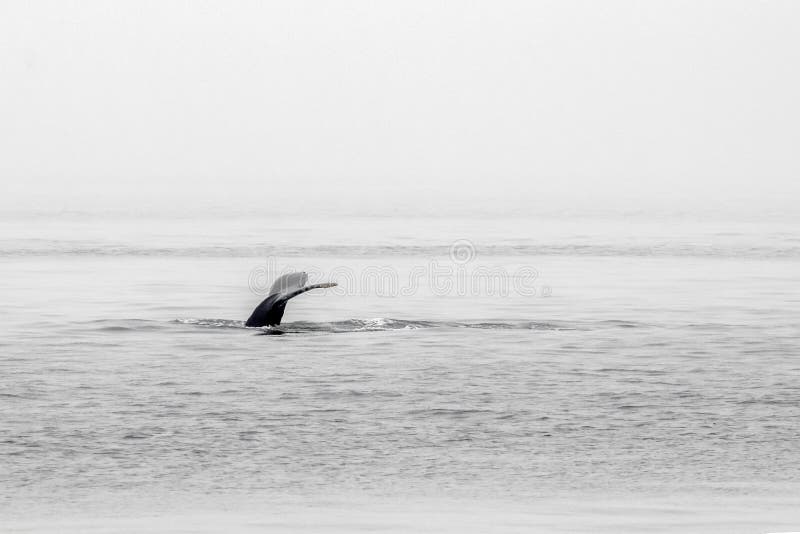 Buckel Wale glücklicher zufall Ozean Oberfläche auf der neblig der abgrund aus.