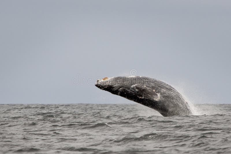 Humpback Whale