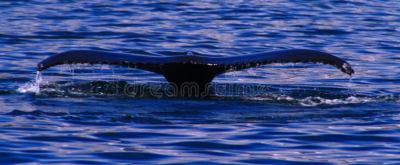 Humpback whale, Iceland royalty free stock photos Humpback whale, Iceland royalty free stock photos
