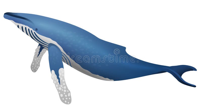 Humpback Whale Icon Isolated on White Background Cartoon Realistic Whale Stock Illustration - Illustration of beluga, logo: 81122230 Humpback Whale Icon Isolated on White Background Cartoon Realistic Whale Stock Illustration - Illustration of beluga, logo: 81122230
