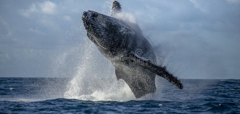 Humpback whale jumps out of the water. Beautiful jump. A rare photograph. Madagascar. St. Mary`s Island. stock photo Humpback whale jumps out of the water. Beautiful jump. A rare photograph. Madagascar. St. Mary`s Island. stock photo