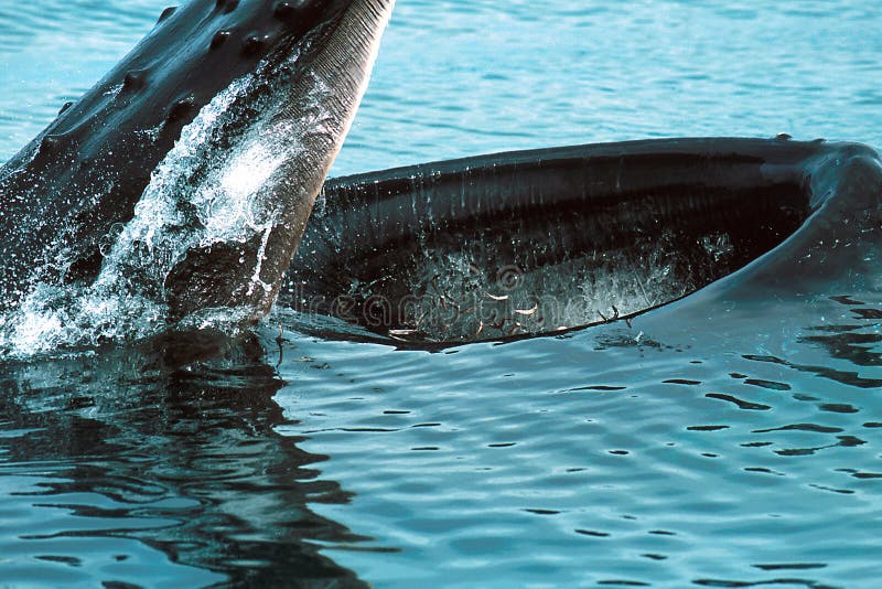 Humpback whale lunge feeding (Megaptera novaeangliae), Alaska, S stock images Humpback whale lunge feeding (Megaptera novaeangliae), Alaska, S stock images