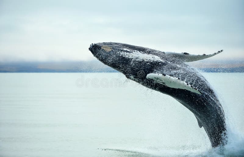 Humpback Whale Megaptera novaeangliae stock image Humpback Whale Megaptera novaeangliae stock image