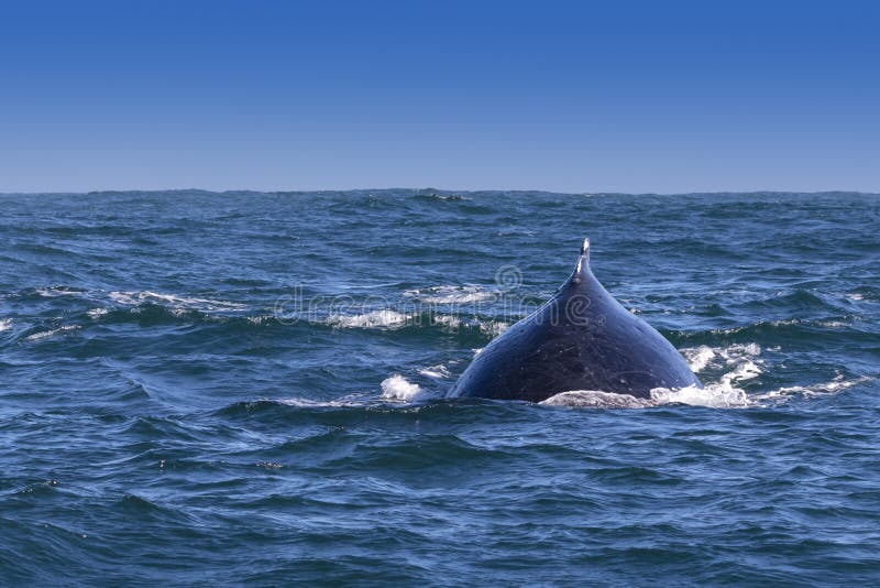Joroba ballenas aleta de Costa de, sur.
