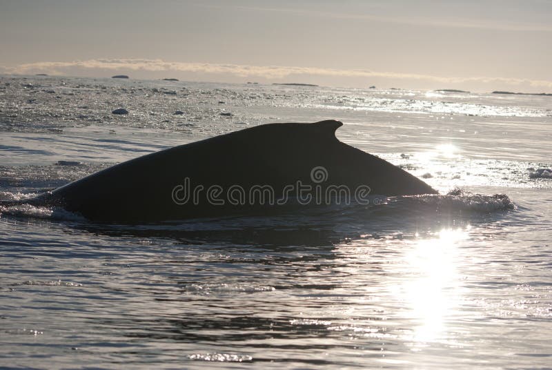 A humpback whale in the Southern Ocean, on the background of the islands-7. A humpback whale in the Southern Ocean, on the background of the islands-7.