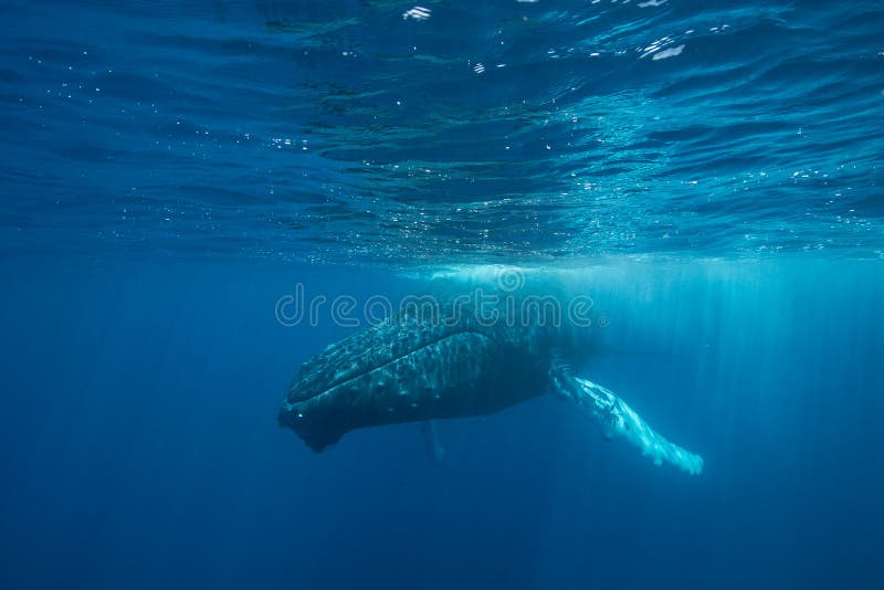 Humpback Whale at Surface stock photography Humpback Whale at Surface stock photography