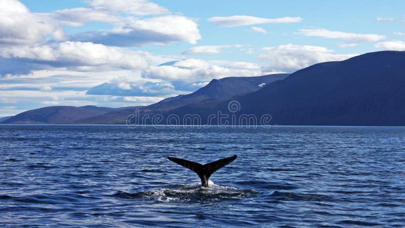 Humpback whale taking a dive