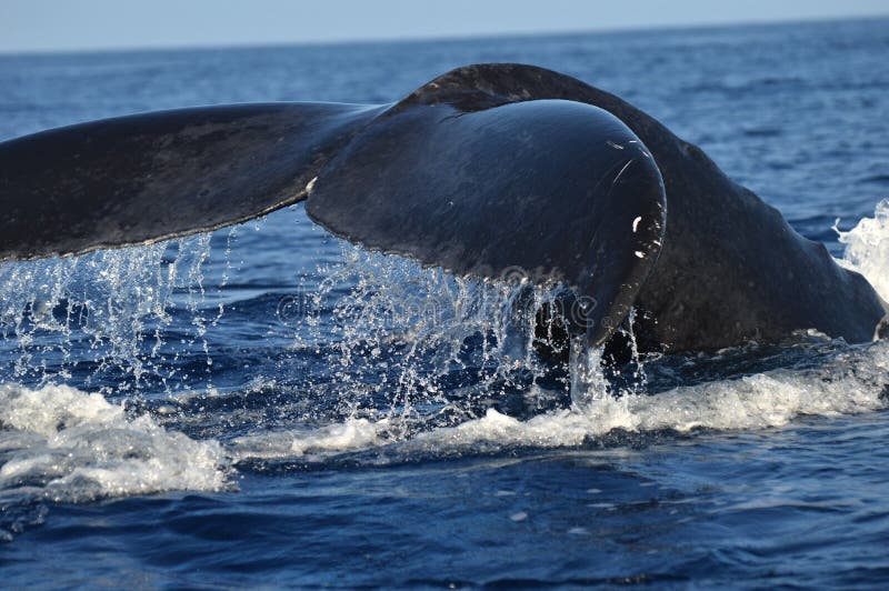 Humpback Whale Tale stock image. Image of droplets, humpback - 74393545