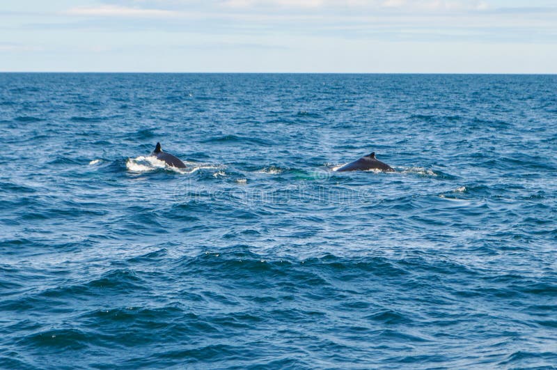 Humpback Whales offshore of Boston, MA, USA in the Atlantic Ocean stock photo Humpback Whales offshore of Boston, MA, USA in the Atlantic Ocean stock photo